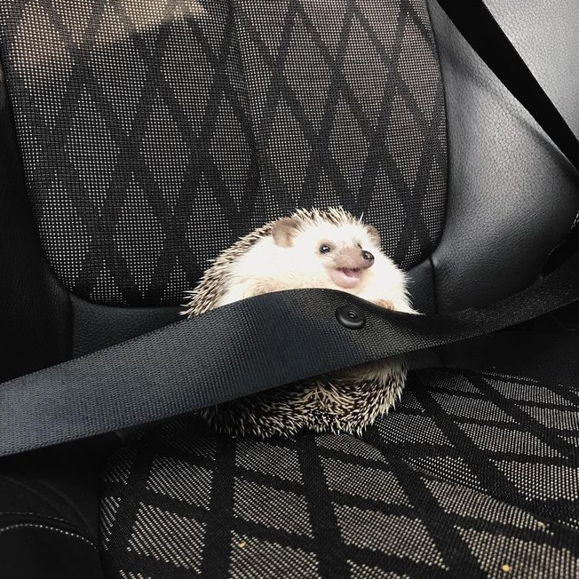 Hedgehog Lifestyle